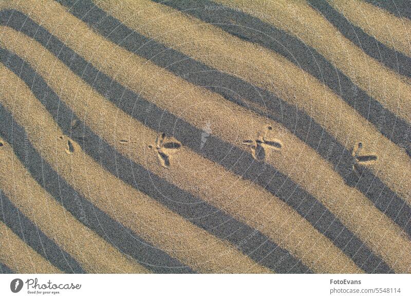Footprints of a bird in the sand track seabird dry sandy nature warmth day background footprint hot dune beach Spain backdrop design environment seagull