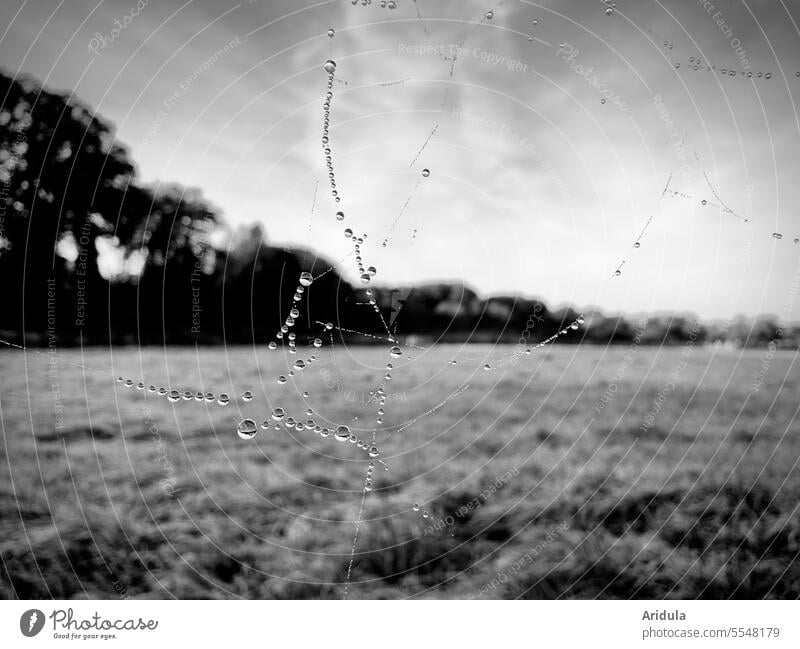 Raindrops hanging on a spider web in front of a meadow with trees b/w Drop Spider's web Autumn Meadow Wet Nature Water Dew Detail Drops of water Morning