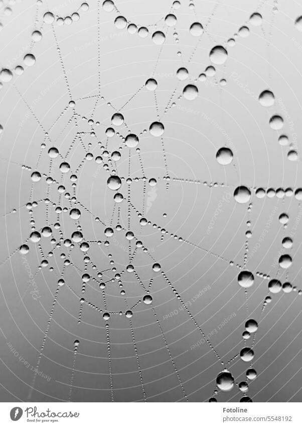 In the morning fog on my way to work, I simply couldn't walk past this spider's web covered in dewdrops without photographing it. Spider's web Net Close-up