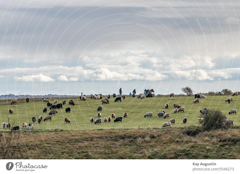 Flock of sheep in the heath Sylt Sylt landscape Nature reserve Experiencing nature Natural landscape nature conservation coast Sylt Island Landscape