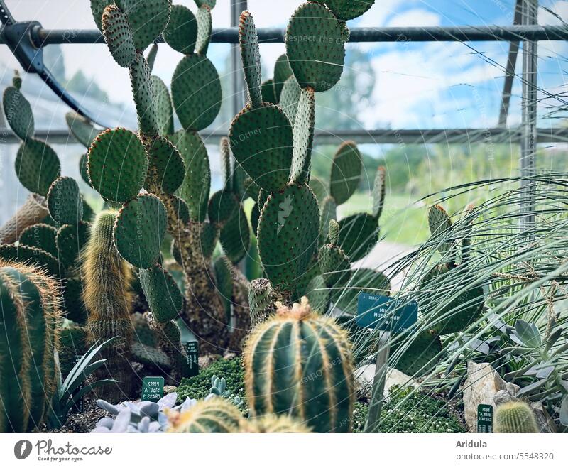 Various cacti in a greenhouse Cactus Plant Thorny Greenhouse Tropical greenhouse Exotic Botany b/w Glass window Window Blue sky