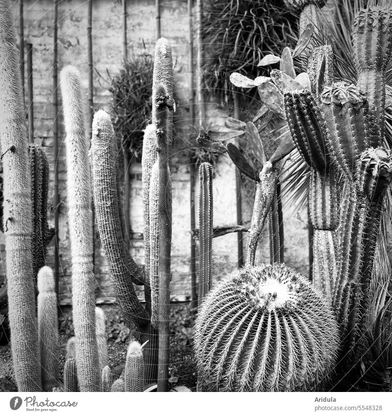 Various cacti b/w Cactus Plant Thorny Greenhouse Tropical greenhouse Exotic Botany