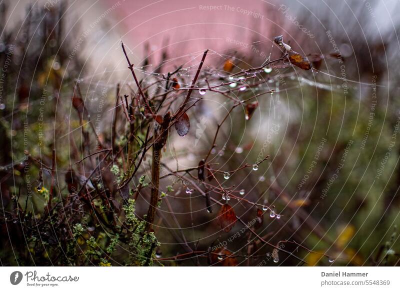 Dew drops on thin branches of hedge with spider webs Rain Exterior shot Detail Environment Mysterious Muddled Early morning dew Delicate Deserted Fresh Wet