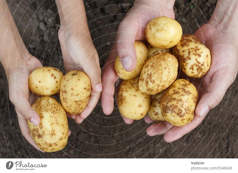 Pair of hands holding yellow potatoes harvest food dish ingredient Caucasian farmer agriculture market shop collect 40-45 years 10-15 years grass green