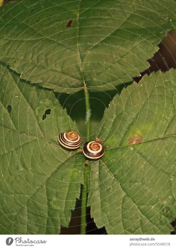 two garden snails on a leaf house snail gastropoda invertebrate green nature pair season spiral