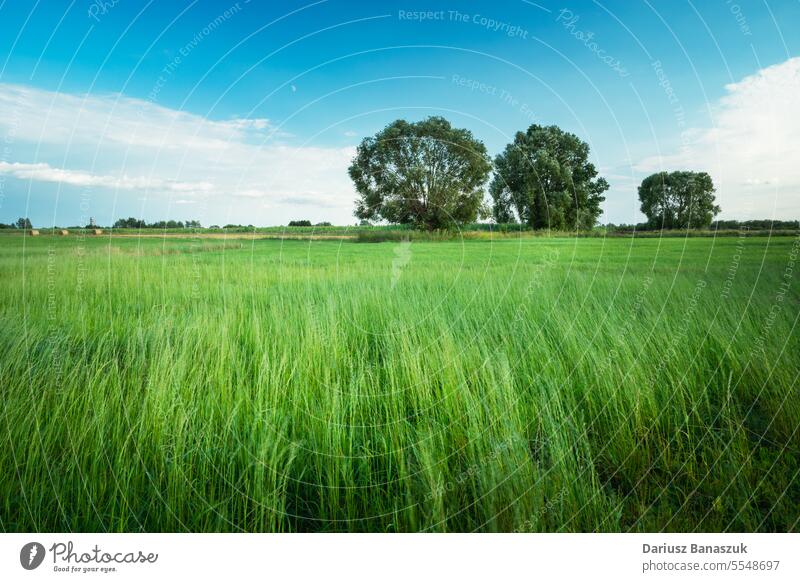 Tall green grass in a meadow with trees tall summer field nature landscape day growth plant rural environment background season cloud leaf sky outdoor scenic