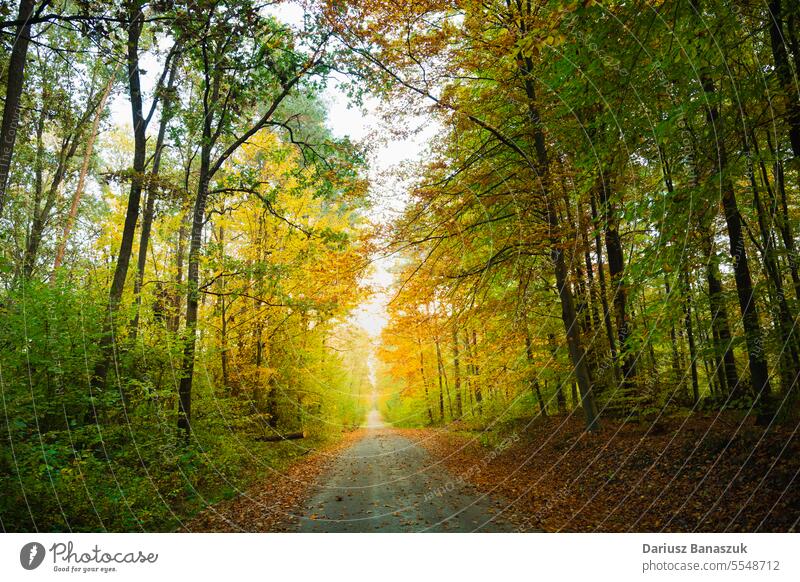 Road in the autumn forest road leaf tree outdoor season nature yellow foliage path fall landscape sunlight scenic orange wood bright park woodland beauty