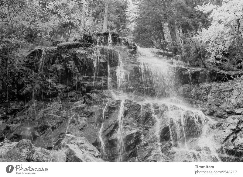Black forest waterfall Waterfall Wild Forest trees Black Forest Rock Stone Nature River Flow zweribach cases Black & white photo Deserted Stream Brook cascade