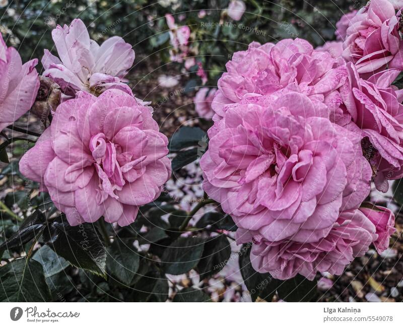 Pink roses pink Summer floral romantic Nature petals Plant Blossom blossom Flower background nature beautiful plant natural decoration Rose Rose blossom