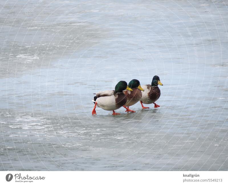 They're up to something. Duck Animal Bird masculine Nature Duck birds Mallard Exterior shot Wild animal Poultry Winter Frozen surface iced Cold Body of water