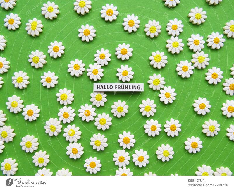 Hello spring. Spring flowers Green Blossoming Colour photo White Yellow Close-up cheerful Fresh Spring fever Letters (alphabet) Word leap letter Deserted