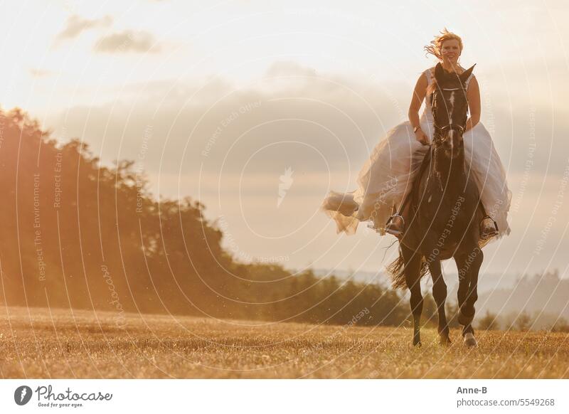 Bride riding a dark horse at a gallop in the evening backlight on a stubble field. Horse Girl's Dream Evening sun get married Wedding dress Back-light
