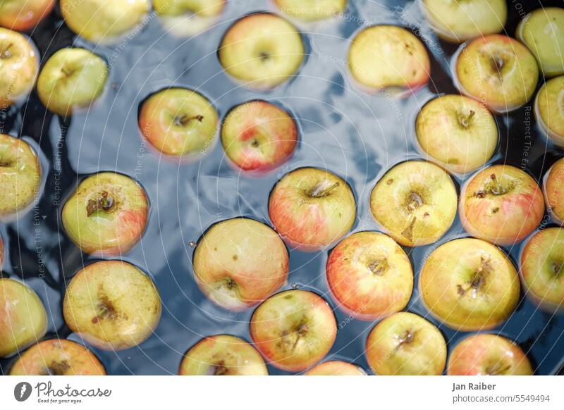 Floating apples fruit Autumn Water Nature Organic produce Food naturally