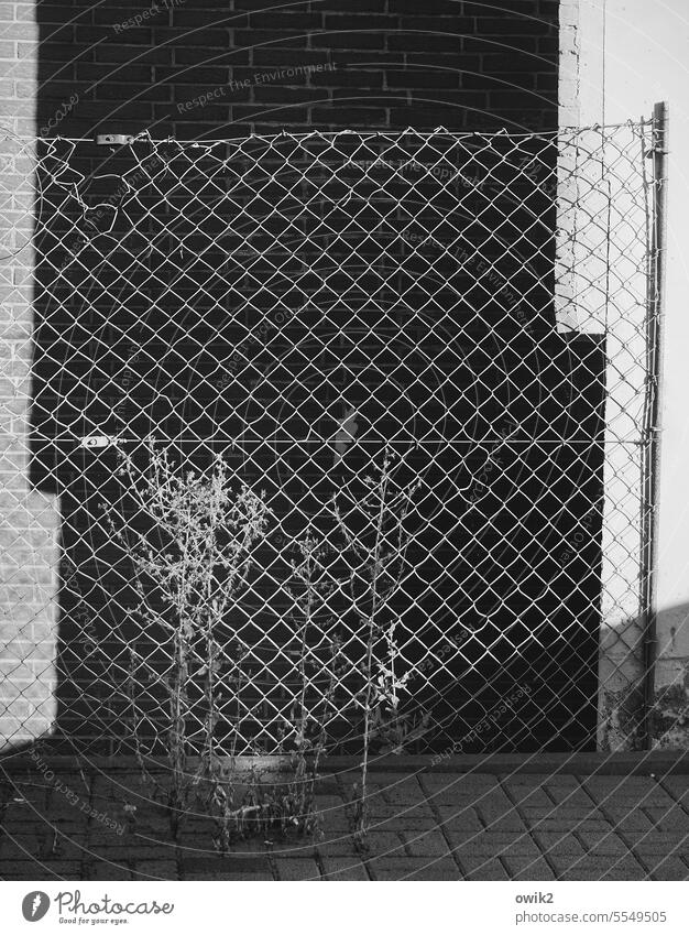 Düren Wire netting fence Detail Wall (building) Dark Sunlight dreariness Shadow Plant Bushes Shriveled To dry up Exterior shot Deserted Black & white photo