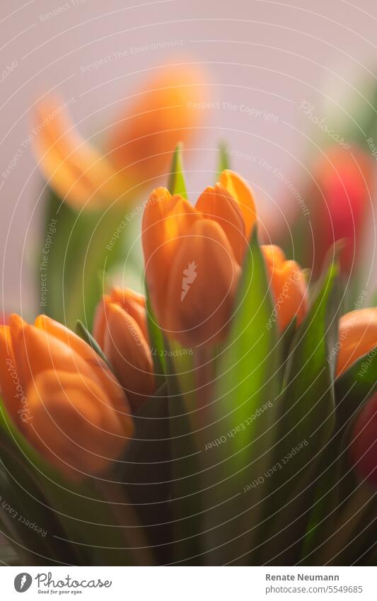 Orange tulips flowers cut flowers orange blossoms Bouquet Blossoming Plant Spring Nature Interior shot Tulip blossom Decoration Mother's Day Close-up