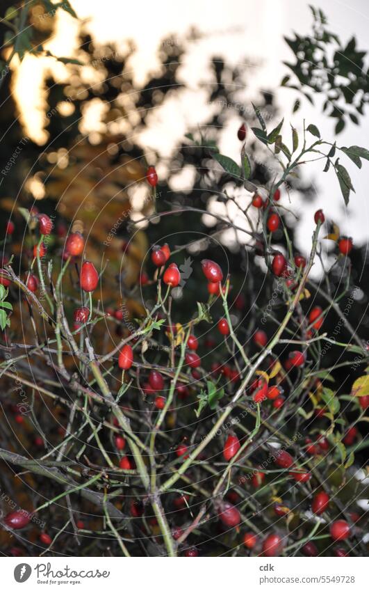Wild rose hips in autumn evening light. Rose hip Plant Bushes Autumn Nature Colour photo Red Leaf Fruit naturally Wild plant Detail Shallow depth of field