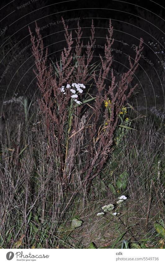 Yarrow and other wild herbs & grasses in autumn park at nightfall. Wild herbs Autumn Autumnal Plant naturally Nature Landscape Deserted Environment blurriness