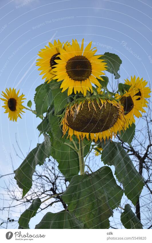 A big, strong sunflower with many blossoms shines into the autumnal blue sky. Sunflower Sunflowers Yellow Nature Flower naturally pretty Blossom Sky Bright