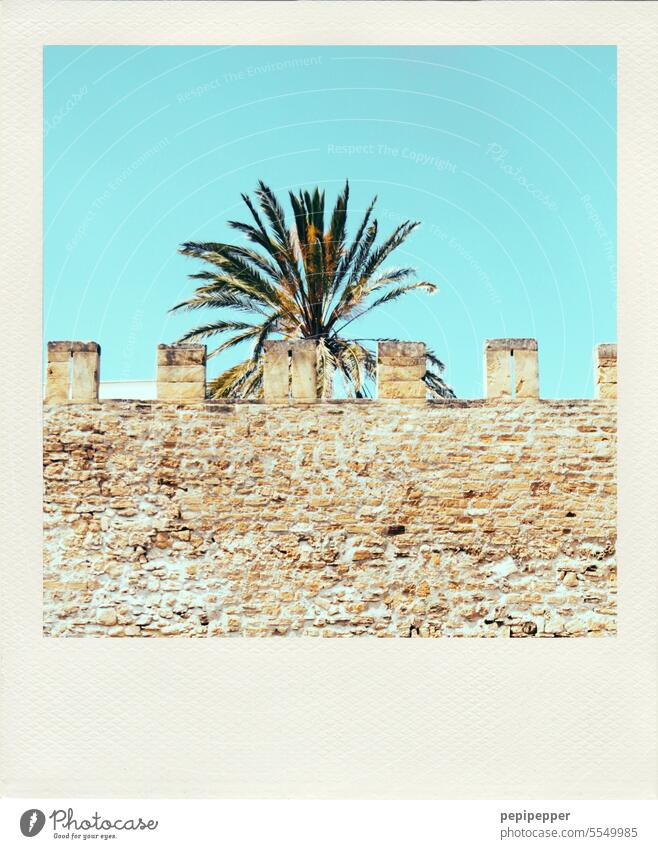 Polaroid - old city wall of Alcúdia with palm tree in background Old Castle wall Exterior shot Historic Wall (barrier) Tourism Building Manmade structures