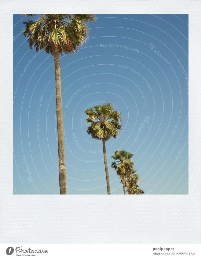 Polaroid of an avenue of palm trees polar Palm Avenue palms Palm frond Palm beach Vacation & Travel Vacation mood palm garden Exterior shot palm branch Tourism