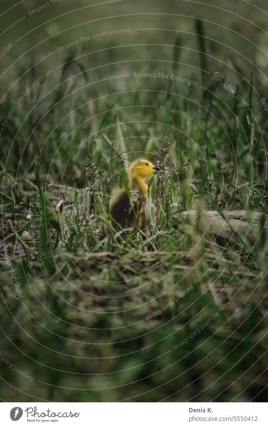 chick Goose Chick Animal Exterior shot Colour photo Baby animal Bird Day Nature Cute Wild animal Sunlight Small Environment Deserted Spring Grass Meadow