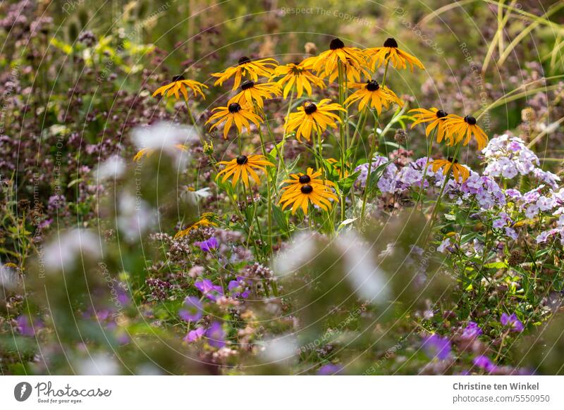Flower bed with yellow coneflower and phlox Yellow sun hat Rudbeckia Summer Nature Plant Blossom Blossoming flowers Garden naturally Esthetic pretty September