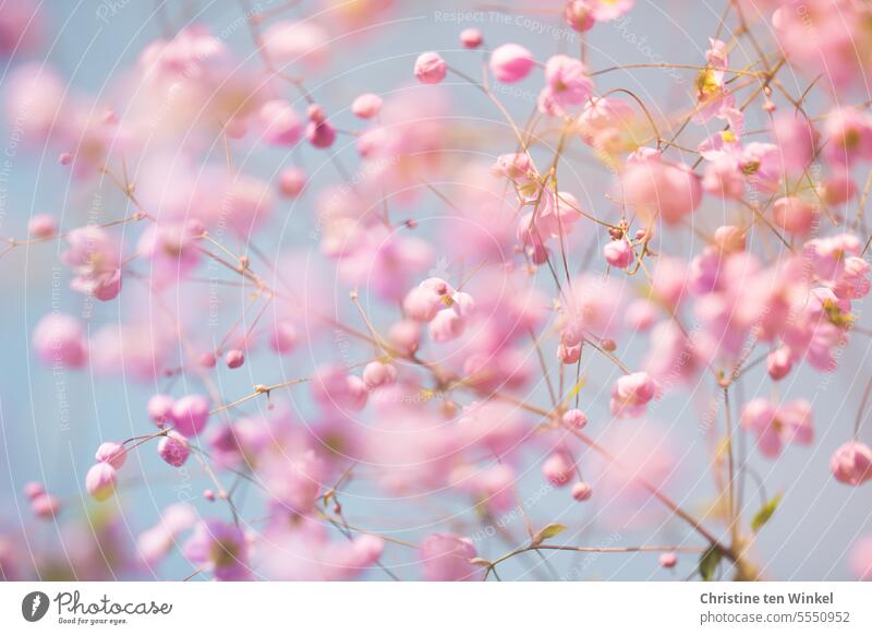Pink flower dream Meadow-rue Thalictrum delavayi Large perennial garden perennial Delavay's meadow rue Chinese meadow-rue pink flowers delicate blossoms