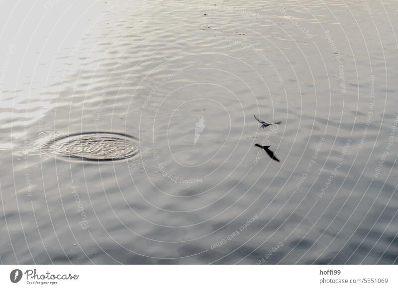 a bird grabs a fish in the lake and leaves rice-shaped traces on the water surface Bird Hunting hunting Lake fishing Circle Tracks Animal Water Nature Feather