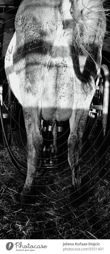 Cow is milked with milking machine Milking machine Udder Milk production Farm Dairy cow Farm animal Cattle breeding Animal Country life Animal portrait
