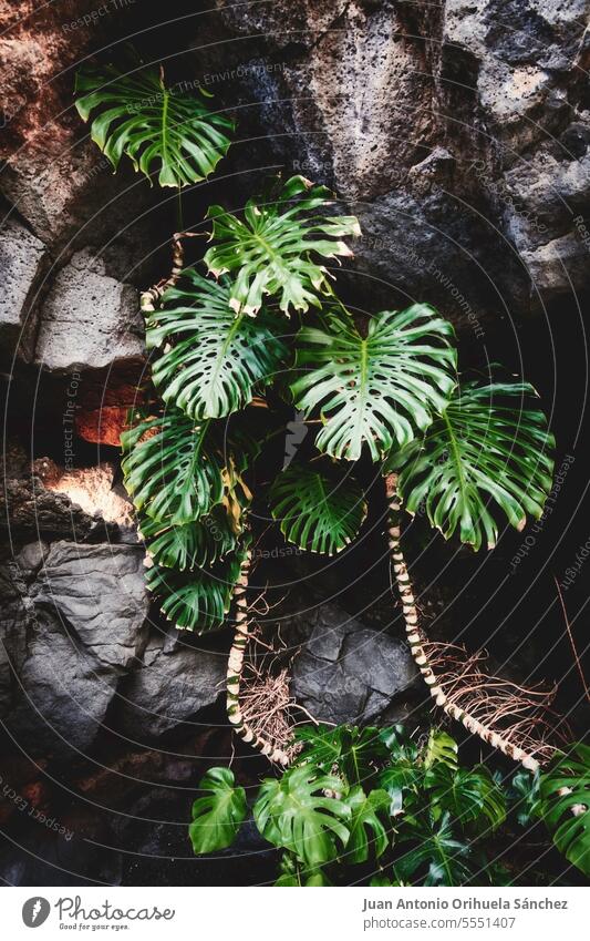 Green leaves of Monstera plant climbing a rock wall. Tropical forest. Exotic plant. monstera plant monstera leaves growing botanic exotic flora beautiful