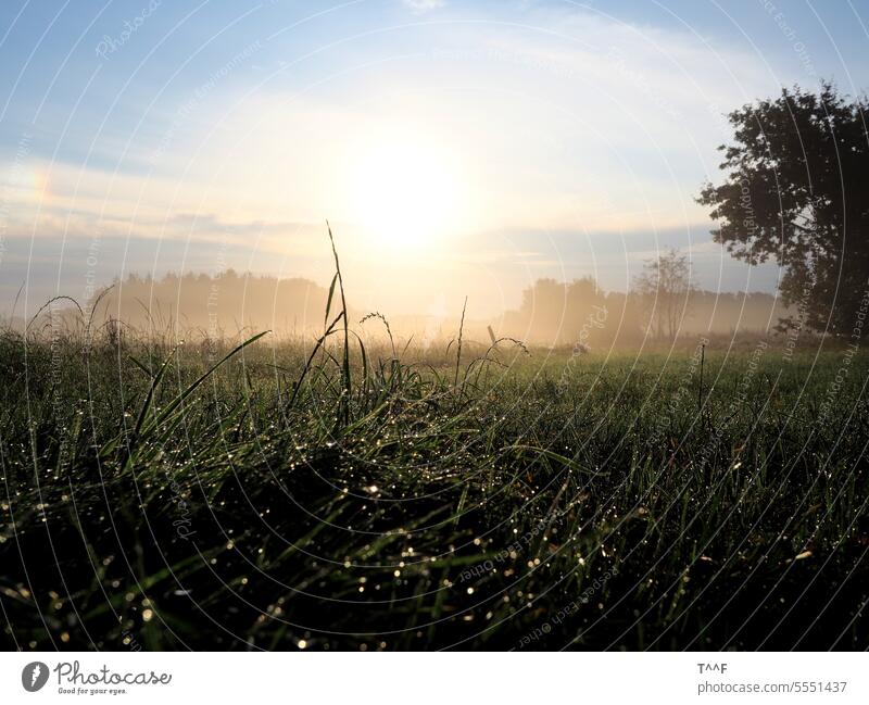 Goldener Morgen –  taunasse Wiese im nebeligen Gegenlicht der aufgehenden Sonne Sonnenaufgang morgens Tau Tautropfen Gras Weide Acker Nebel Morgennebel