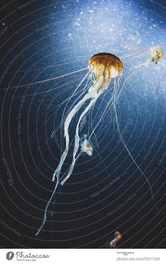 Jellyfish swimming in the sea with long nettle threads / tentacles Ocean ocean Tentacle Long Water Deep sea underwater Animal Underwater photo Dangerous