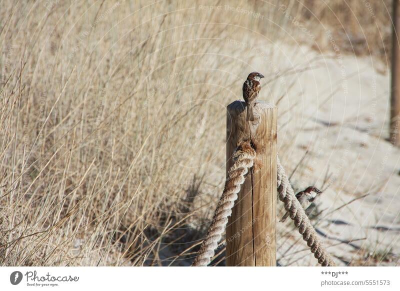 A sparrow on a wooden pole from behind looking right into the distance. Another sparrow sitting on a rope, also looking to the right. Sparrow Bird Animal