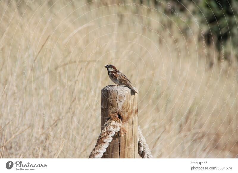 A sparrow on a wooden pole looking to the left into the distance. Sparrow Bird Animal Wooden stake Nature ropes feathers plumage Small Cute Wait Grass