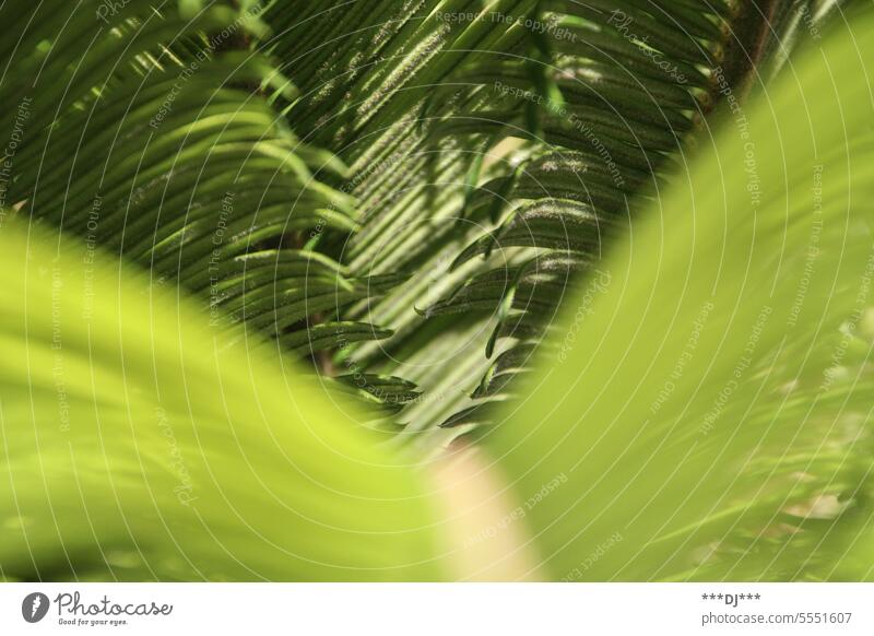Rich green palm leaves in summer with a light green leaf in the foreground Palm tree Plant Nature Green Tropical Summer naturally Environment flora Botany