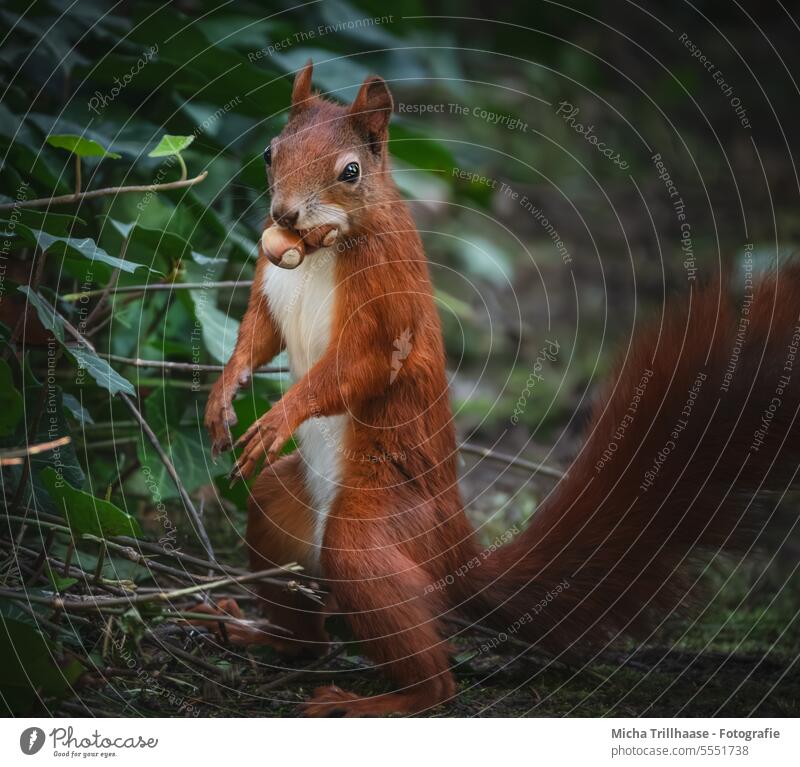 Squirrel with 2 hazelnuts in mouth sciurus vulgaris Wild animal Animal face Pelt Muzzle Rodent Paw Claw Tails Ear Eyes Head To feed nibble Near To enjoy