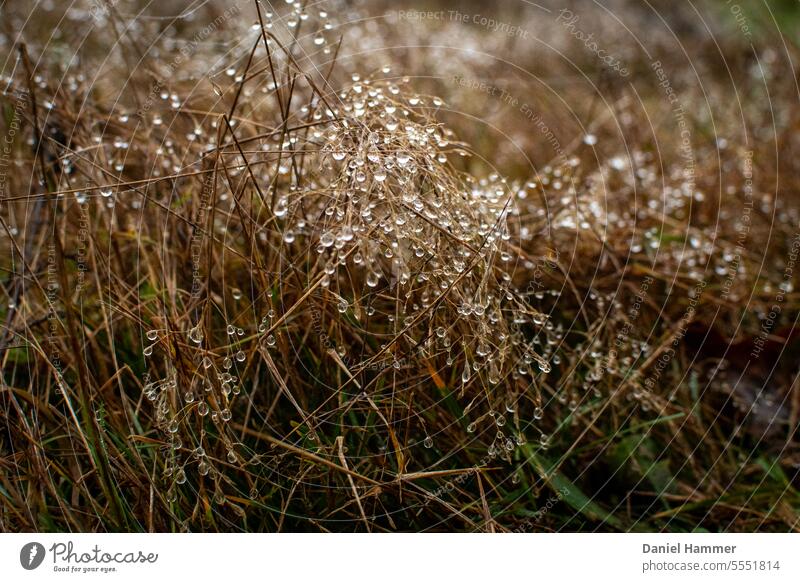 Dried pasture grass with dew drops in winter. dried grass Nature Winter Autumn Hiking Fog Dew morning dew Drops of water Grass Glittering naturally Plant