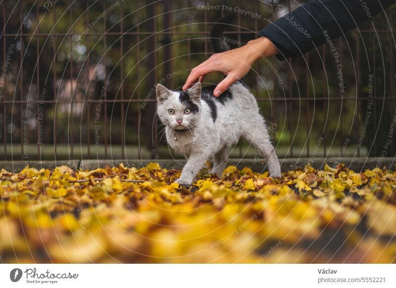 Portrait of white and black kitten with bell and his first movement in nature. Kitty walks through the autumn leaves and curiously makes her way to adventure