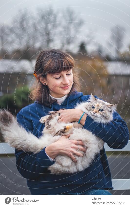 Beautiful brunette is holding in her arms grey and white princess of Ragdoll breed. Relationship between cat and girl. Cat's love for her owner mammal female