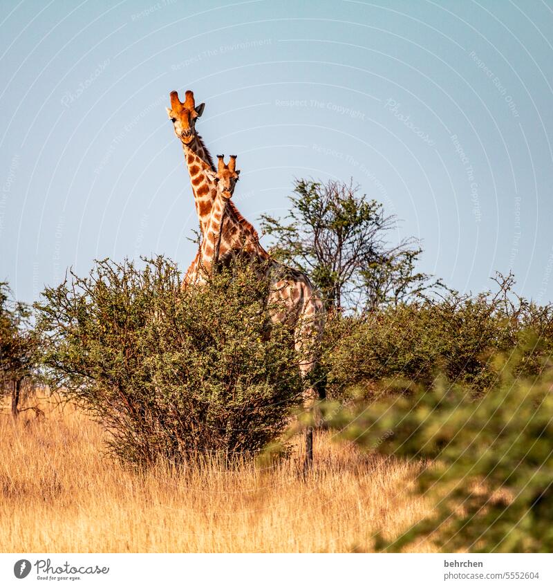 huh? why did they only have son short neck?! Wild Africa Namibia Exterior shot Far-off places Wanderlust Colour photo Freedom Vacation & Travel Landscape