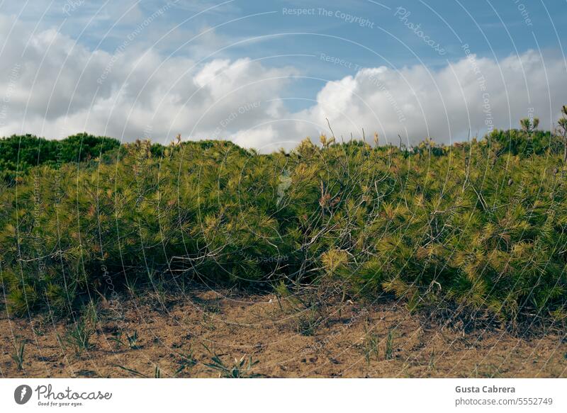 Sky, plants and sand. Sky blue Clouds Clouds in the sky Exterior shot Colour photo Cloud formation shrubbery Nature Sand Environment Light Day Blue