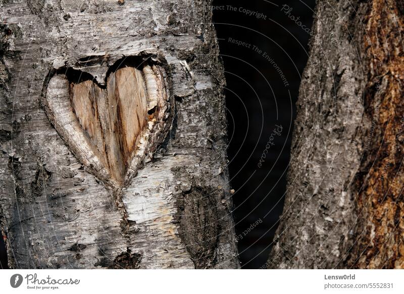 Heart shape carved into a birch tree bark emotion environment heart heart shape love love heart shaped tree trunk Tree trunk Love Heart-shaped Tree bark