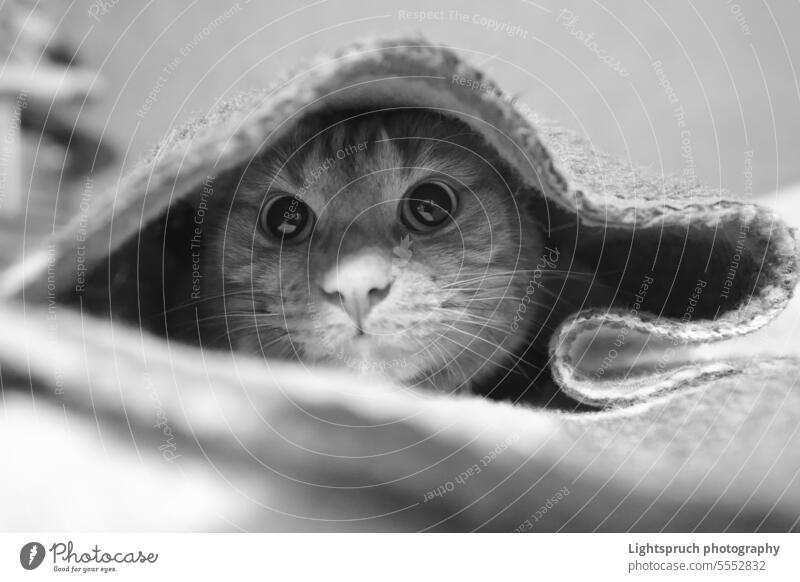 Ginger cat hiding under the blanket and looking curious at camera. Black and white portrait. domestic cat looking at camera black and white alertness