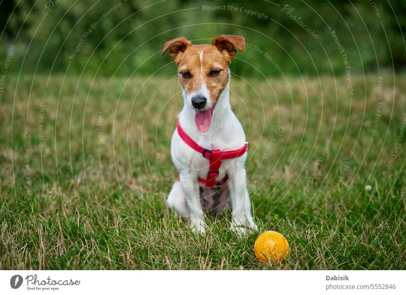 Active dog playing with toy ball at summer day animal green active portrait walk funny outdoors field walking jack russell nature grass happy face cute
