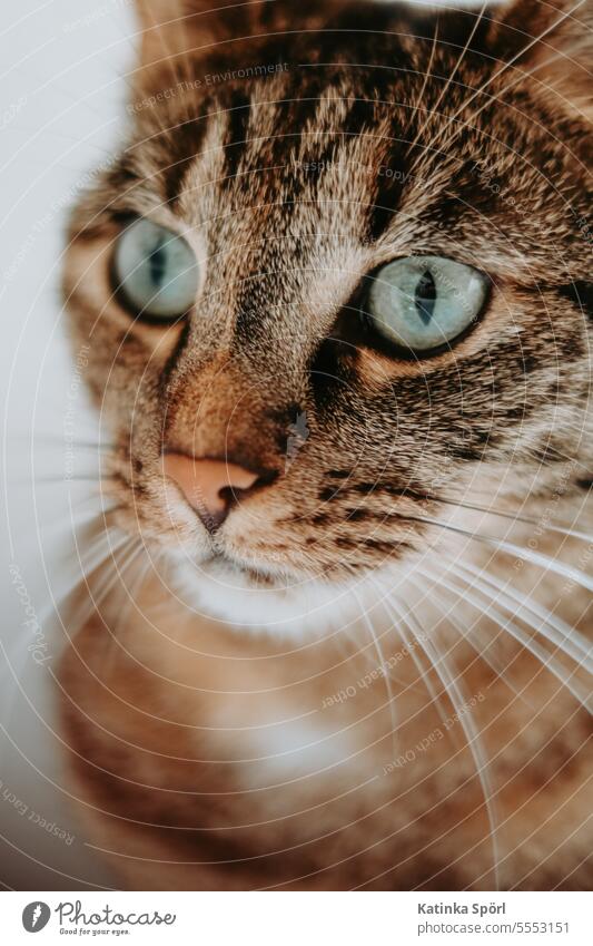 Portrait of a cat Animal portrait Cat Domestic cat Pet Looking Animal face Cat eyes Cat's head Whisker Curiosity Watchfulness Love of animals hangover Eyes