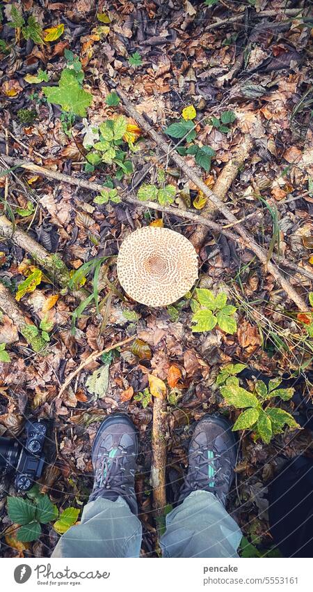 proverbial | he who seeks, finds Autumn mushrooms Forest mushroom search feet Footwear Hiking Parasol mushroom Find Proverb Woodground Mushroom Mushroom cap