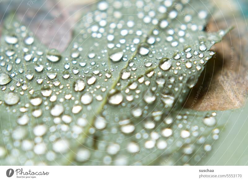 leaf with raindrops Water Wet Drop Leaf Rain Autumn Nature Drops of water Plant Detail Damp Reflection Glittering glittering Rainy weather moisture