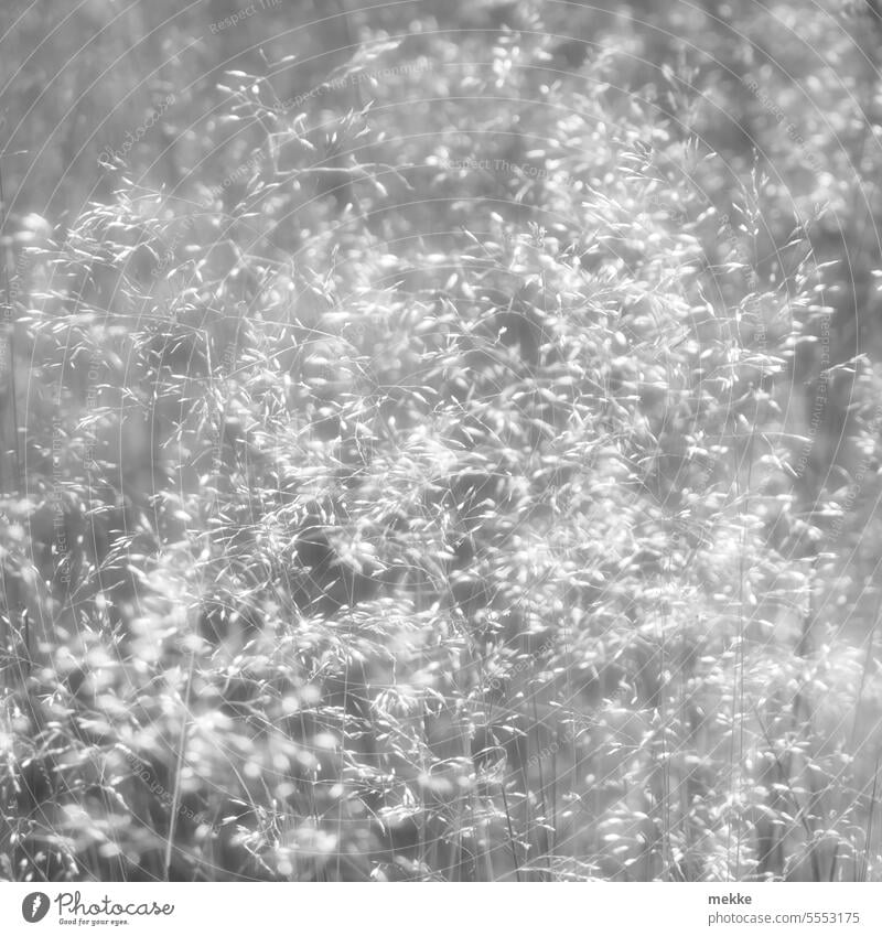 Snow from summer Grass Meadow grasses Pollen Allergy Summer Light Sunlight Nature Ear of corn Bright garish light Blade of grass Stalk Delicate panic Pennate