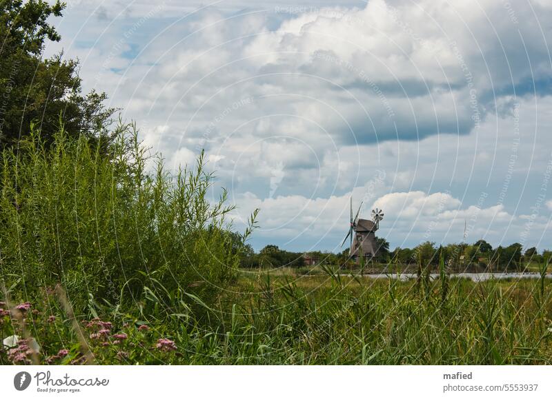 Mill Charlotte in the Geltinger Birk Windmill Nature reserve Sky Clouds Grass bushes trees Landscape Environment Exterior shot Beautiful weather Summer Deserted