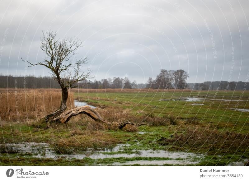 Pasture landscape at the Achterwasser on the island of Usedom after a heavy downpour in winter. In the background trees without leaves. Nature Exterior shot